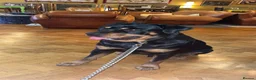 Rottweiler dogs for stud: Looking a female Rottweiler to breed with my male  - Advert 2