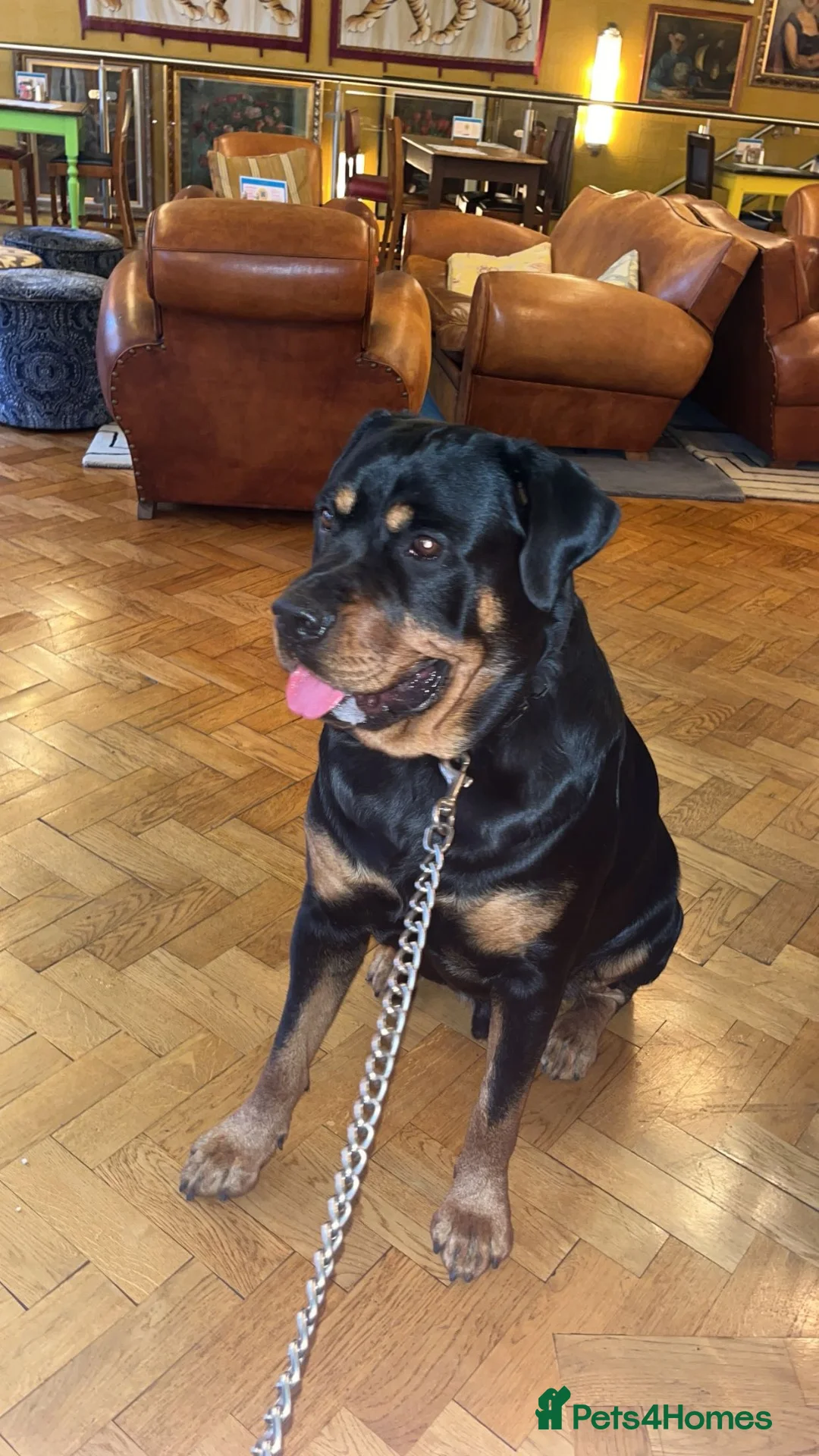 Rottweiler dogs for stud: Looking a female Rottweiler to breed with my male  - Advert 2