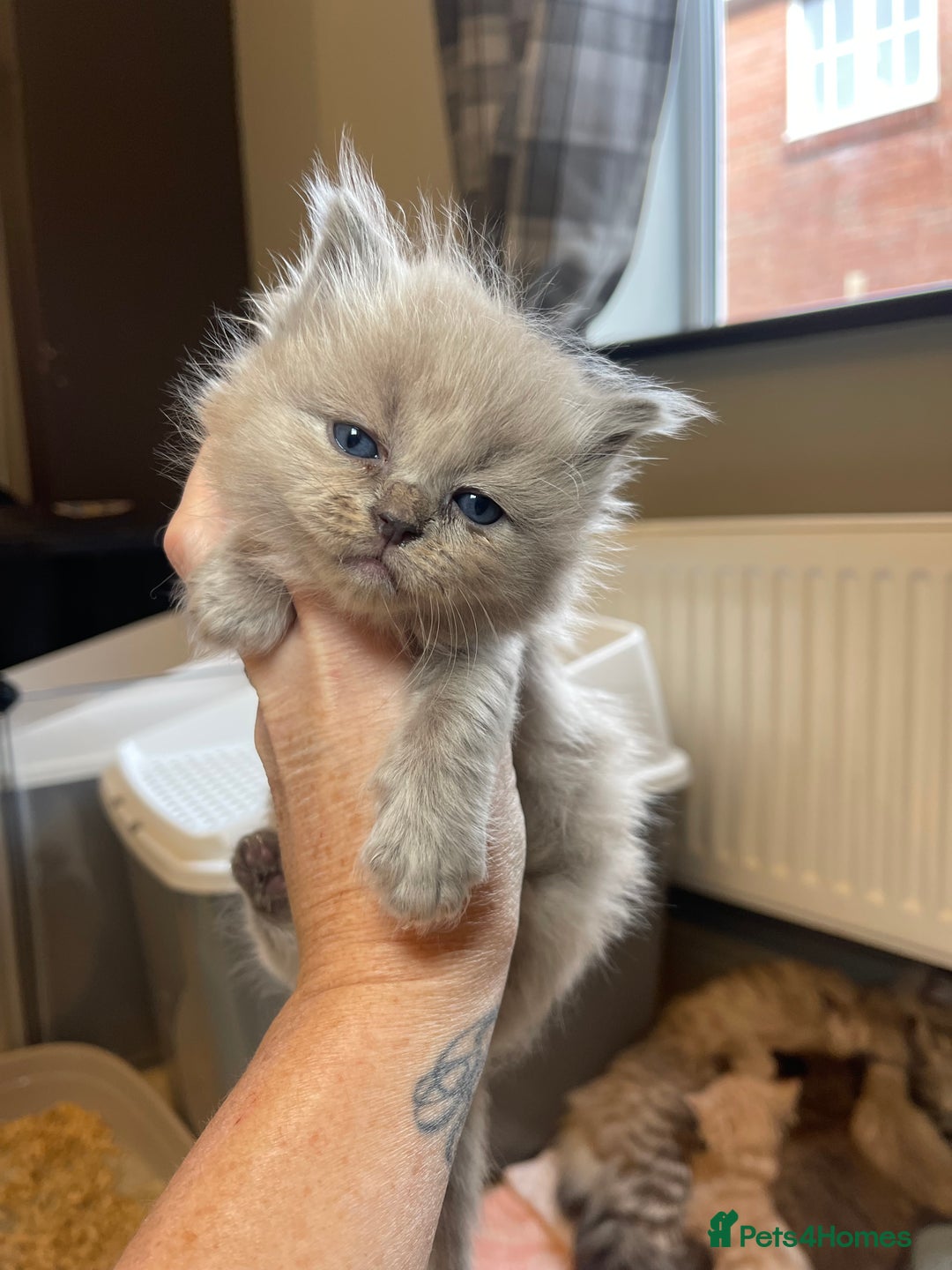 Ragdoll cats for sale: 💫Pedigree Cherubim Ragdolls💫 - Image 12