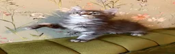 Maine Coon cats for sale: TICA girl READY NOW  - Advert 14