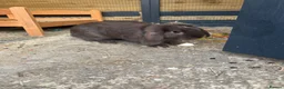 Mini Lop rabbits for sale: X2 mini lop sisters  in Worthing - Advert 8