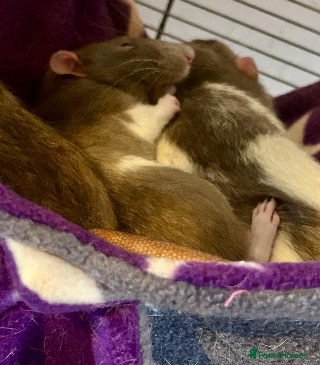 Rat rodents for sale: Pedigree Dumbo Rats  - Advert 1