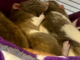 Rat rodents Pedigree Dumbo Rats - Advert 7