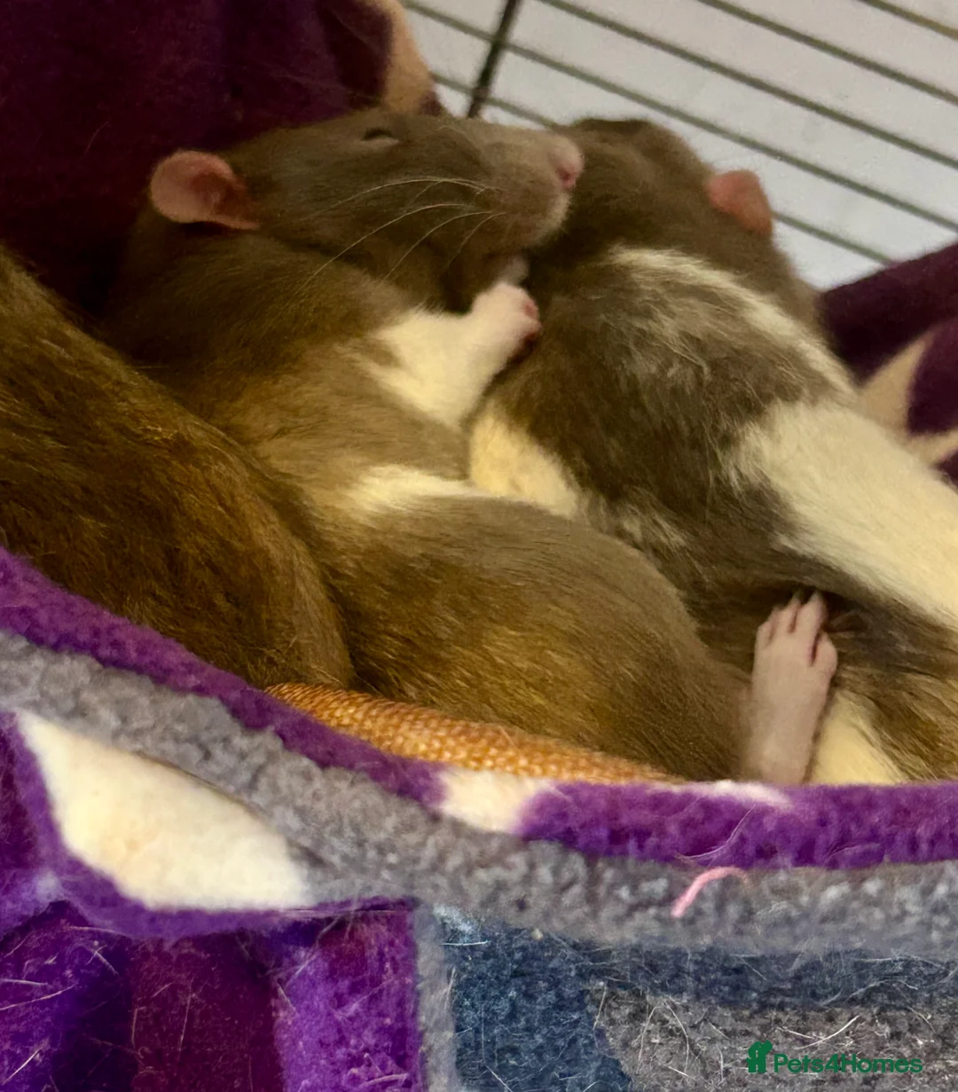 Rat rodents for sale: Pedigree Dumbo Rats  - Advert 1