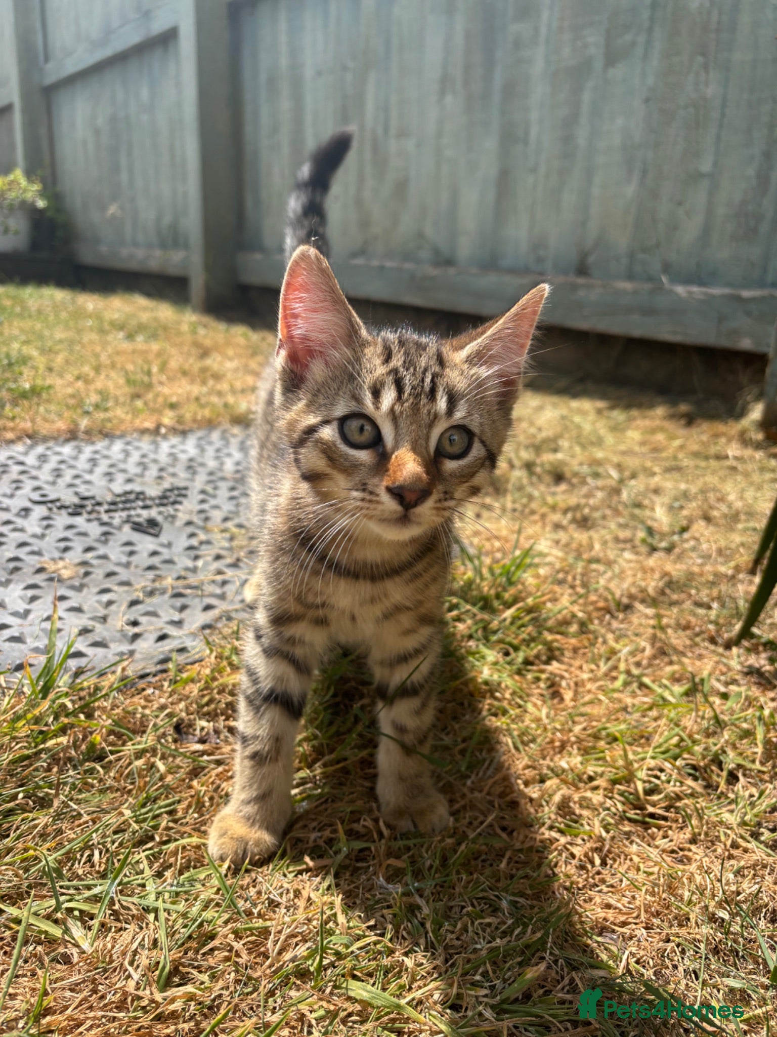 Mixed Breed cats One left bengal cross boy ready now  - Advert 17