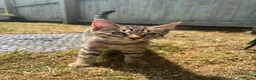 Mixed Breed cats for sale: One left bengal cross boy ready now  - Advert 1