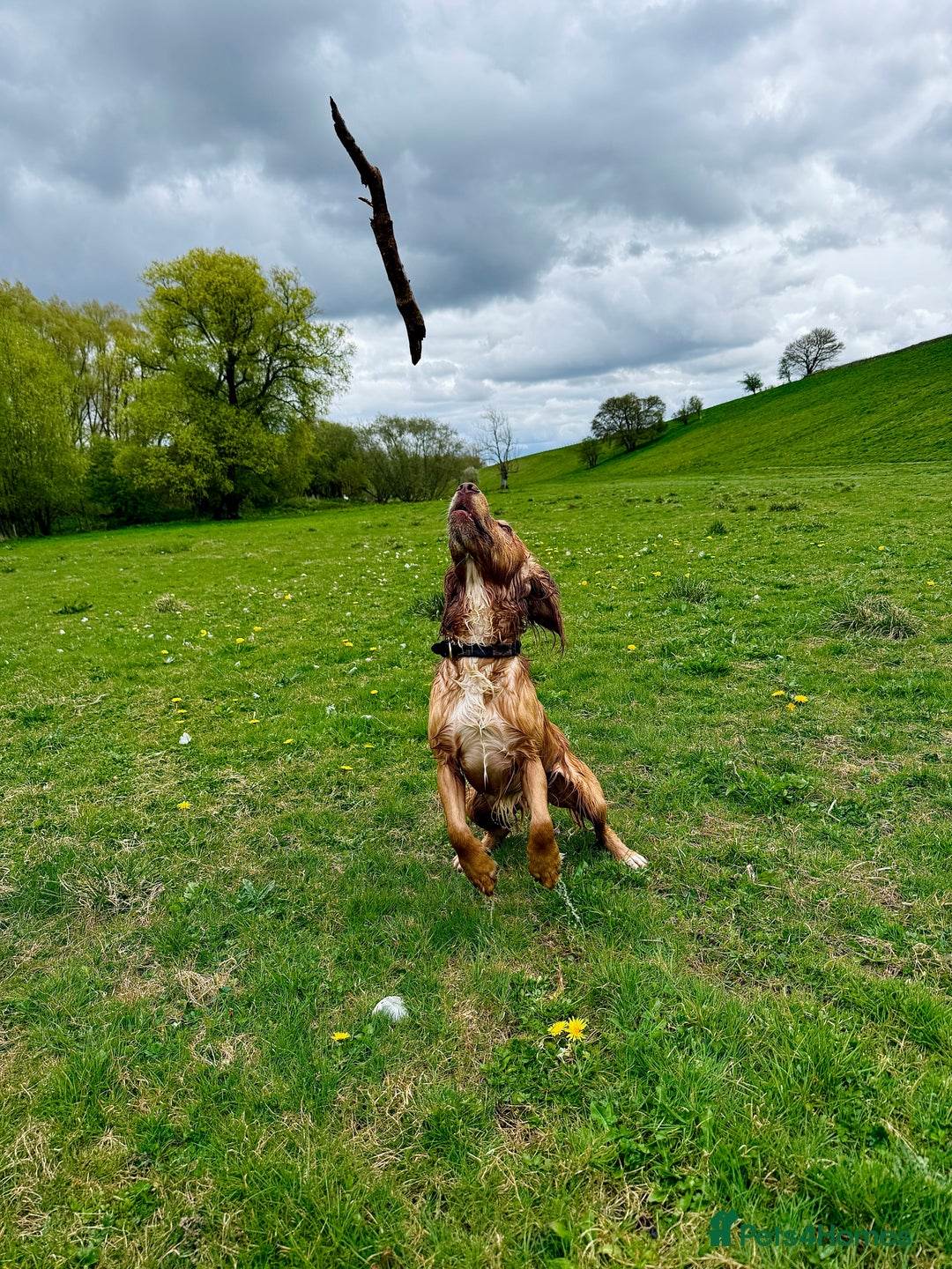 Cocker Spaniel dogs for stud: Working Gun Dog Stud  - Advert 14