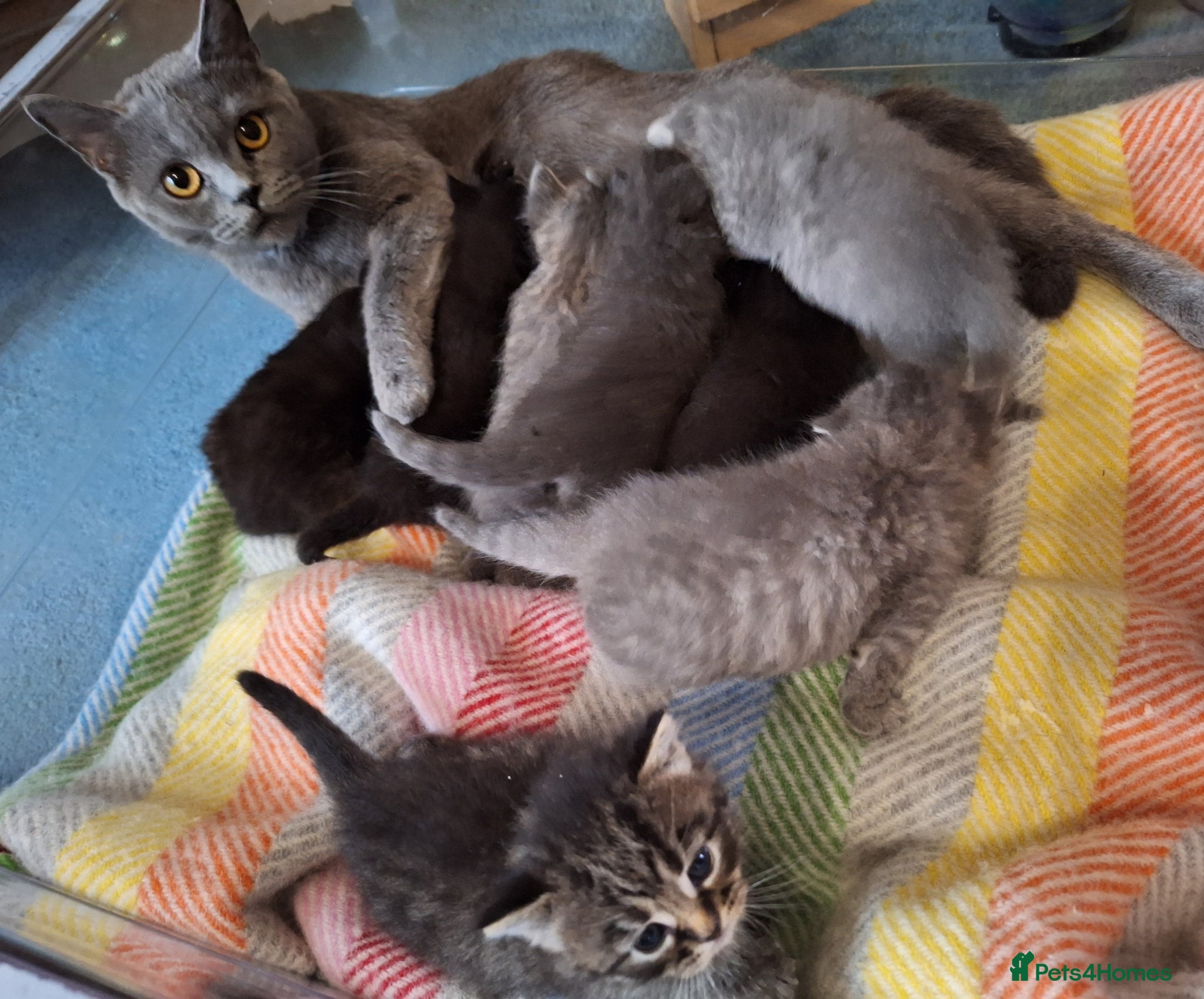 Mixed Breed cats Adorable Kittens for Sale – Ready 21 April - Advert 1