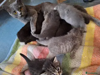 Mixed Breed cats Adorable Kittens for Sale – Ready 21 April - Advert 1