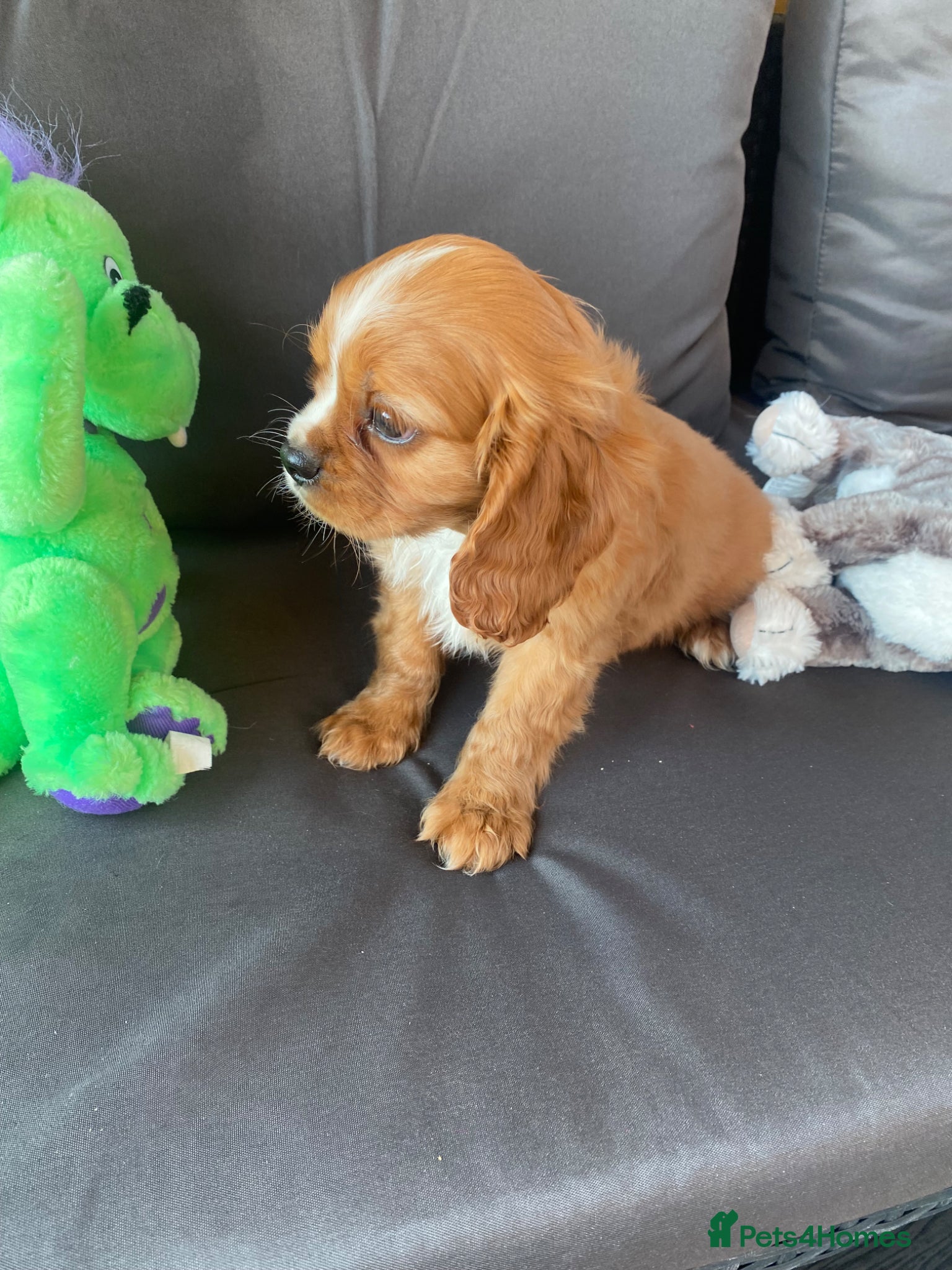 Cavalier King Charles Spaniel dogs Health tested parents Cavalier King Charles ready  - Advert 6