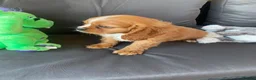 Cavalier King Charles Spaniel dogs for sale: Health tested parents Cavalier King Charles ready  - Advert 7