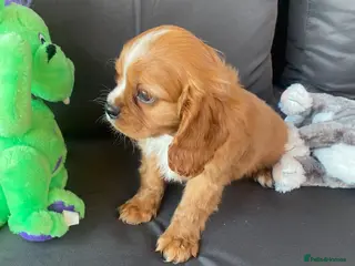 Cavalier King Charles Spaniel dogs Health tested parents Cavalier King Charles ready - Advert 6