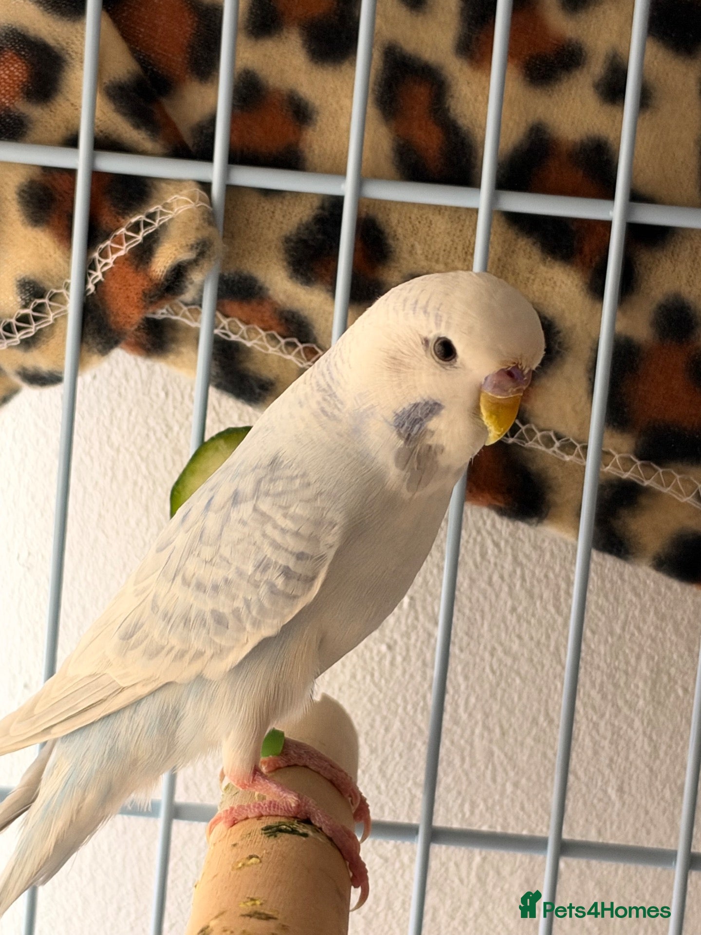 Budgerigars birds for sale: Male budgie  - Advert 1