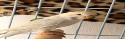 Budgerigars birds for sale: Male budgie  - Advert 1