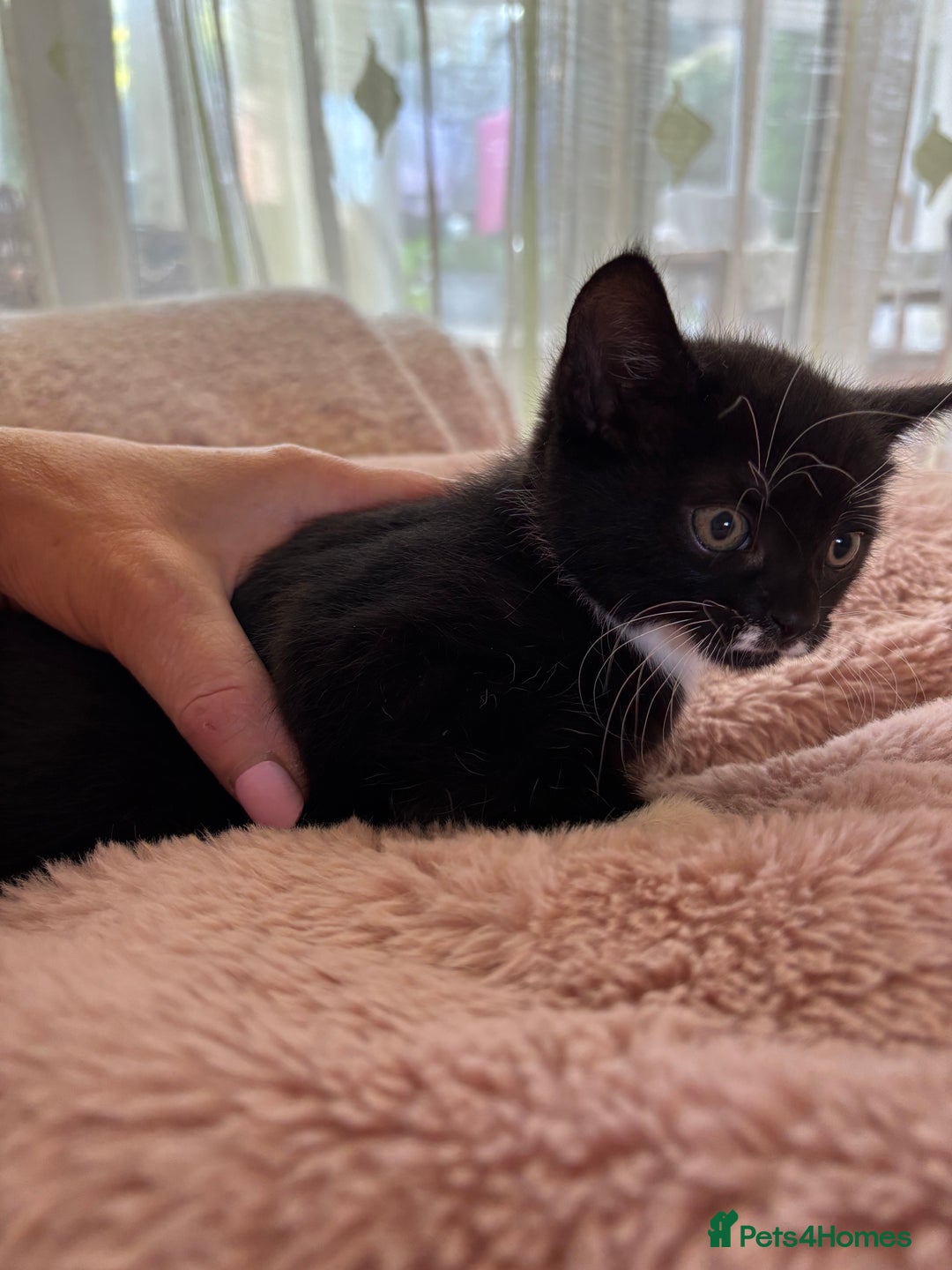 Mixed Breed cats for sale: Mix bread  - Image 15