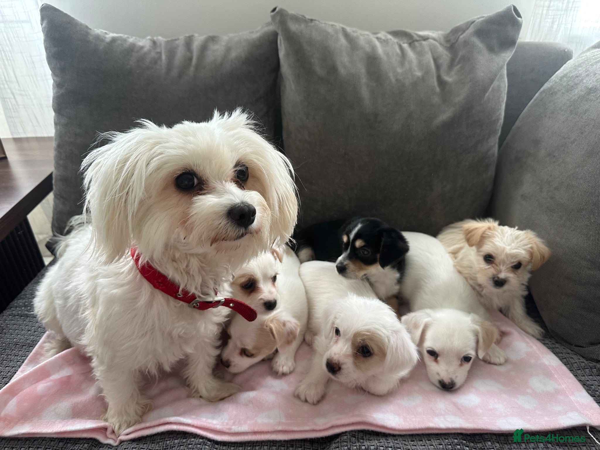 Morkie dogs morkie puppies - Advert 1