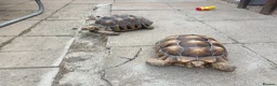 Tortoise reptiles for sale: 2 Sulcata Tortoises - Advert 2