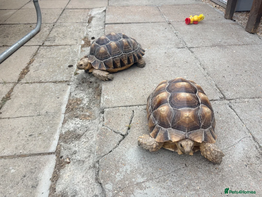 Tortoise reptiles for sale: 2 Sulcata Tortoises - Advert 2