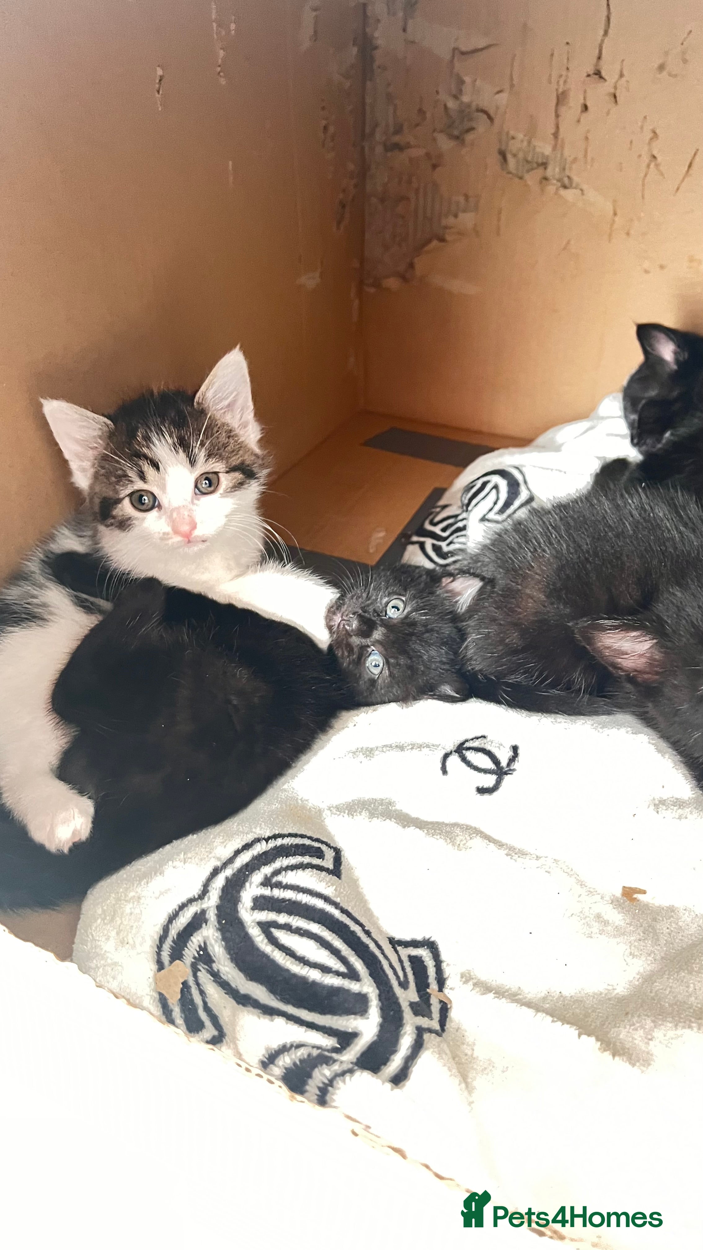 Mixed Breed cats Kittens available now london - Advert 5