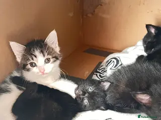 Mixed Breed cats Kittens available now london - Advert 5