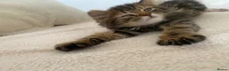 Mixed Breed cats for sale: 🤍 Male kitten 🤍 - Advert 6