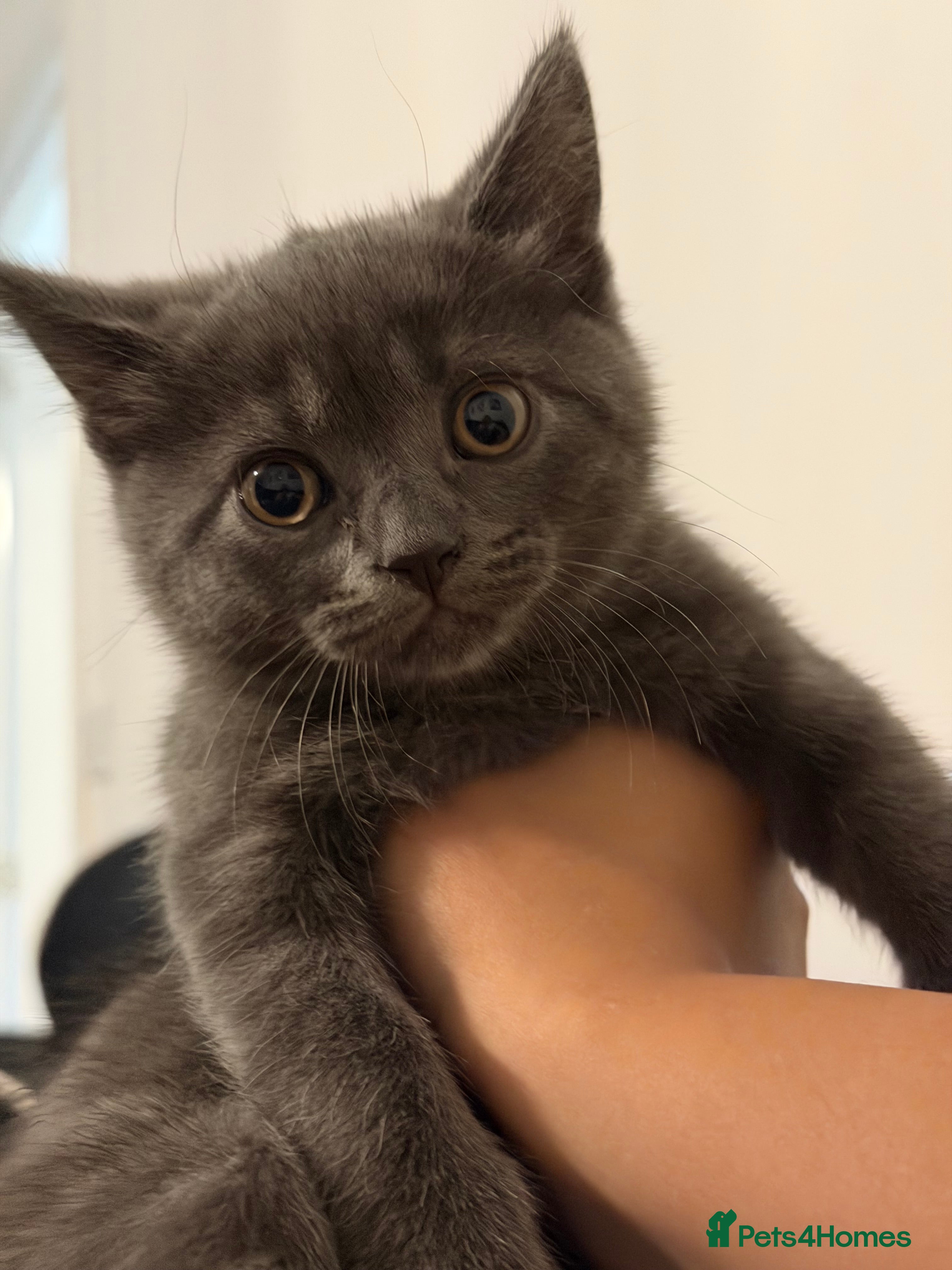 British Shorthair cats 2 British shorthair kittens!  - Advert 1