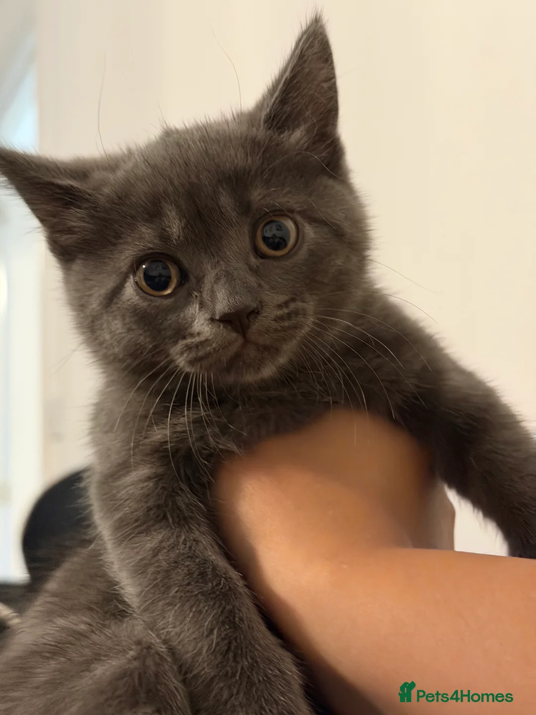 British Shorthair cats for sale: 2 British shorthair kittens!  - Advert 1