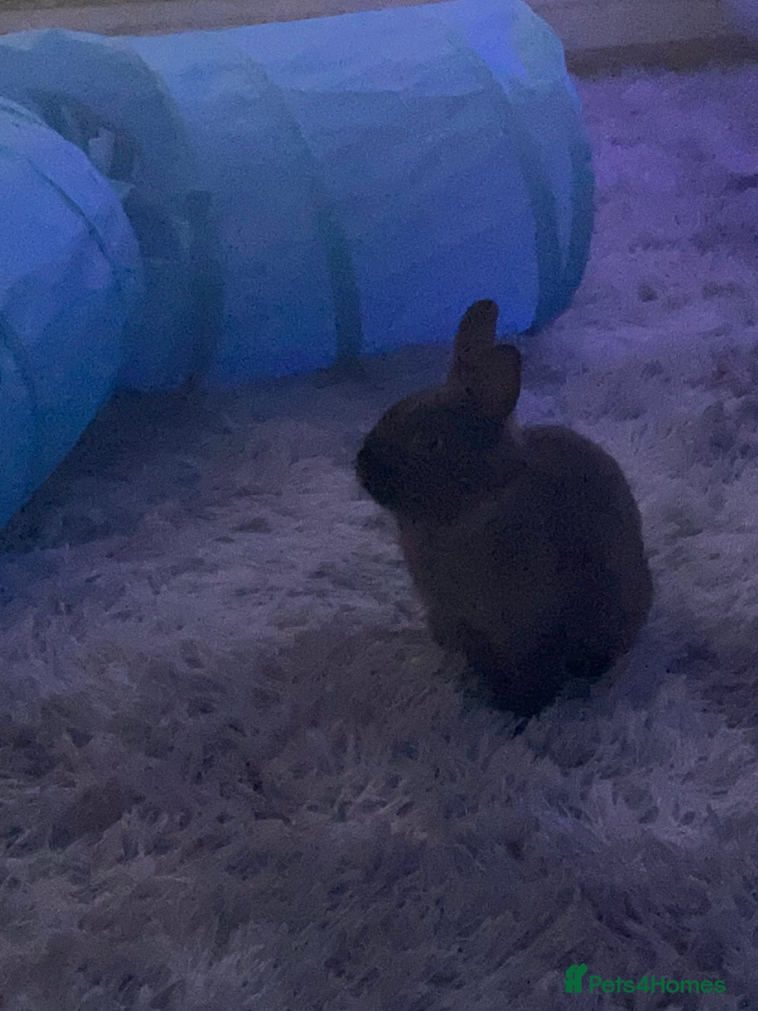 Netherland Dwarf rabbits for sale: Grey Netherland dwarf  - Image 7