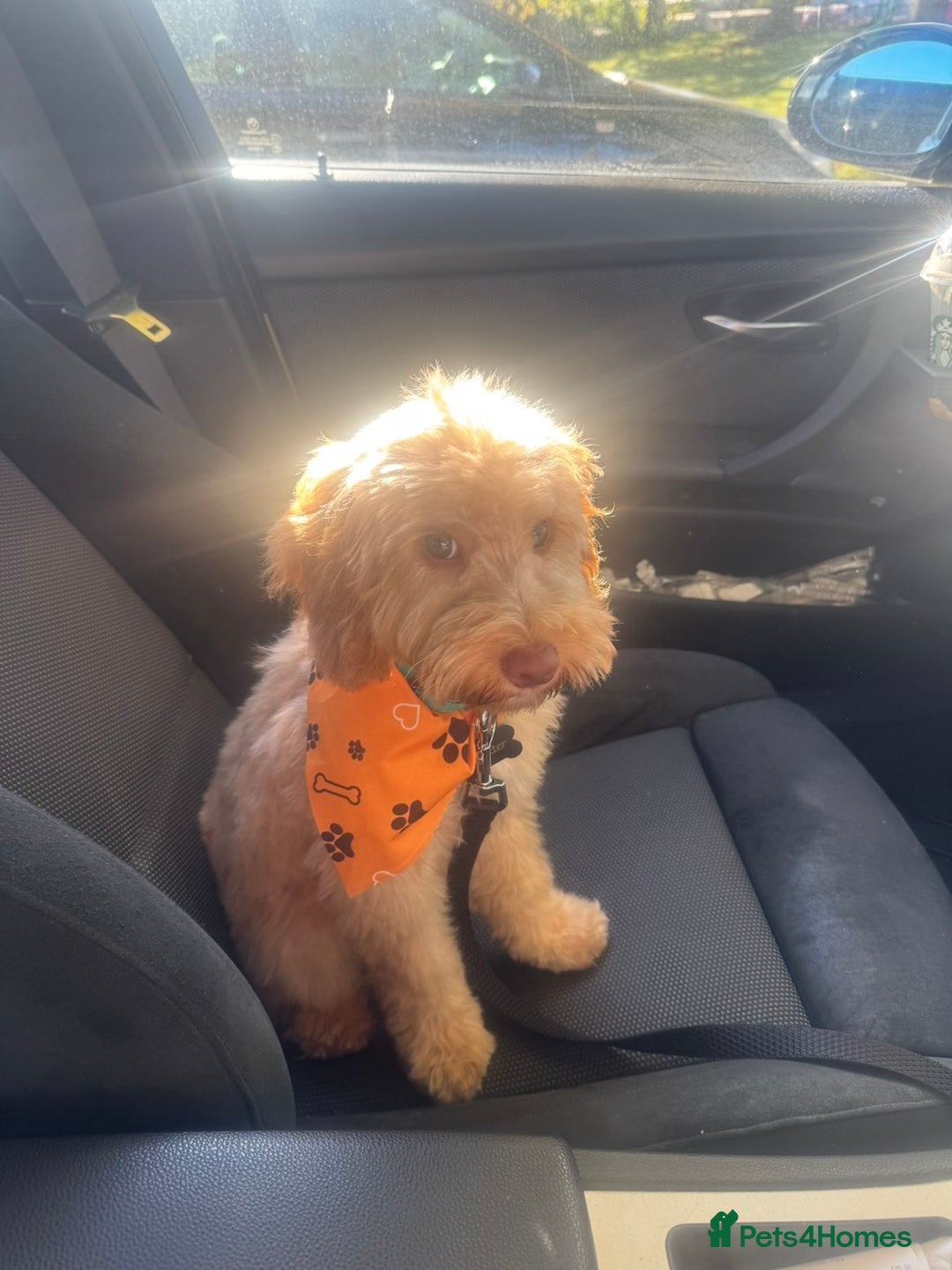 Cockapoo dogs for sale: Dexter  - Image 3