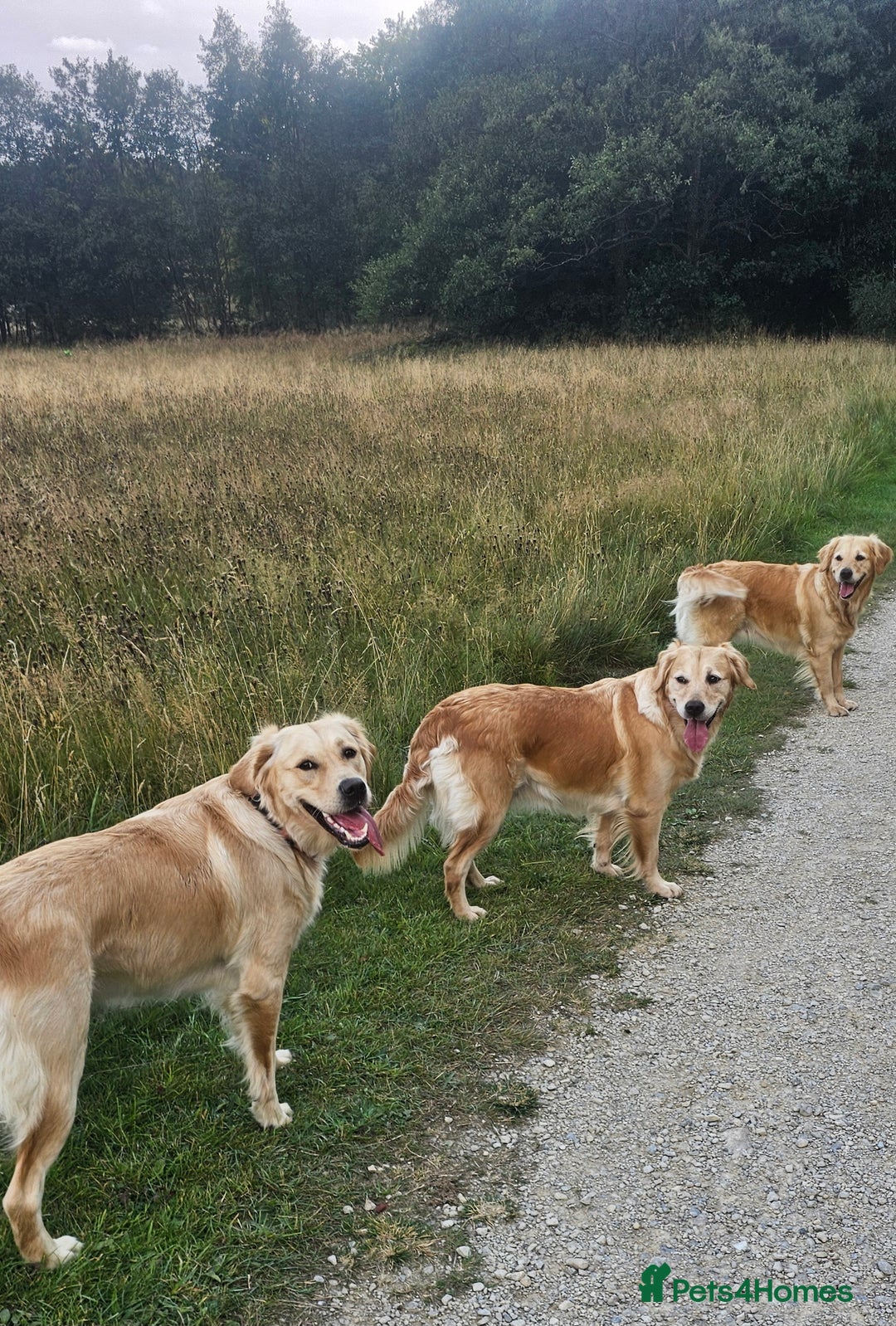 Golden Retriever dogs for sale: Forthcoming long awaited litter - Advert 10