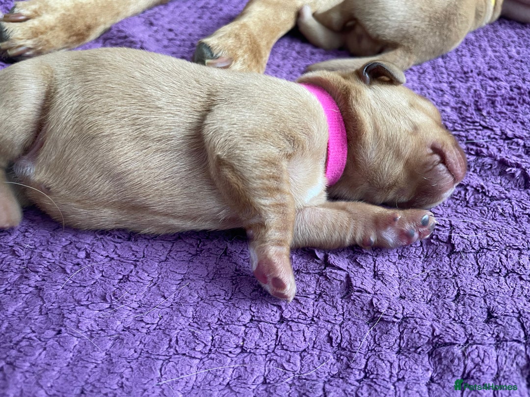 Labrador Retriever dogs for sale: Stunning Fox Red Labrador Puppies – Working lines - Image 17