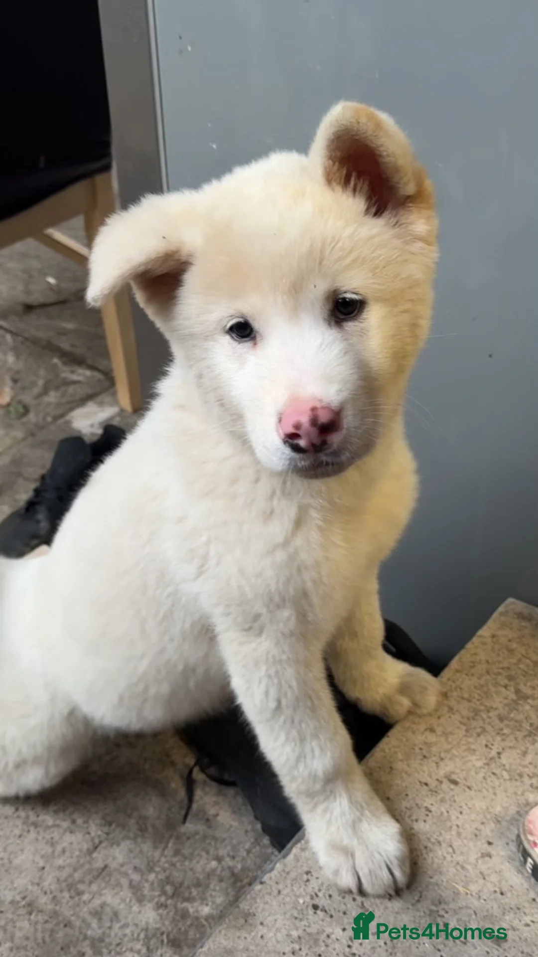 Akita dogs for sale: 10 week old American Akita puppy  in Sheffield - Advert 2