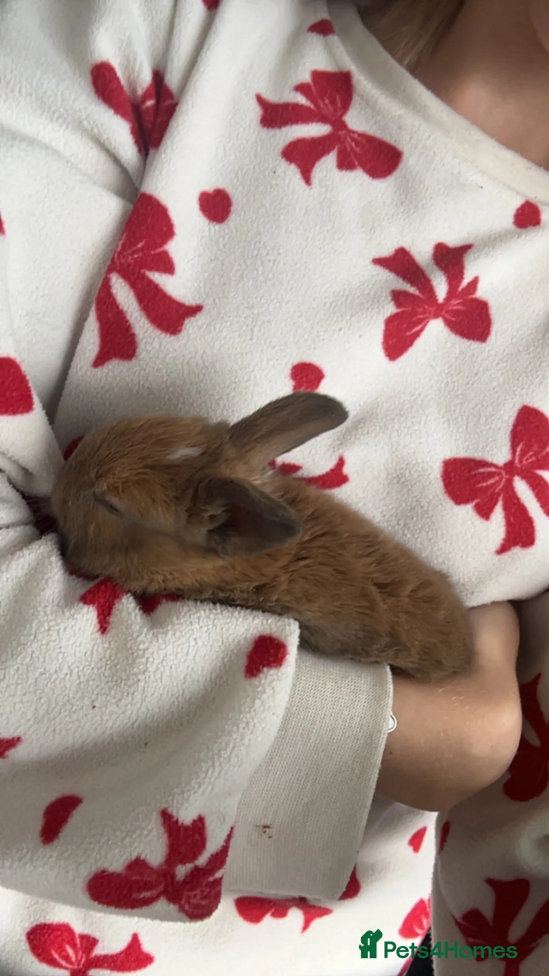 Mini Lop rabbits for sale: mini lops ready for 18th July  - Advert 4