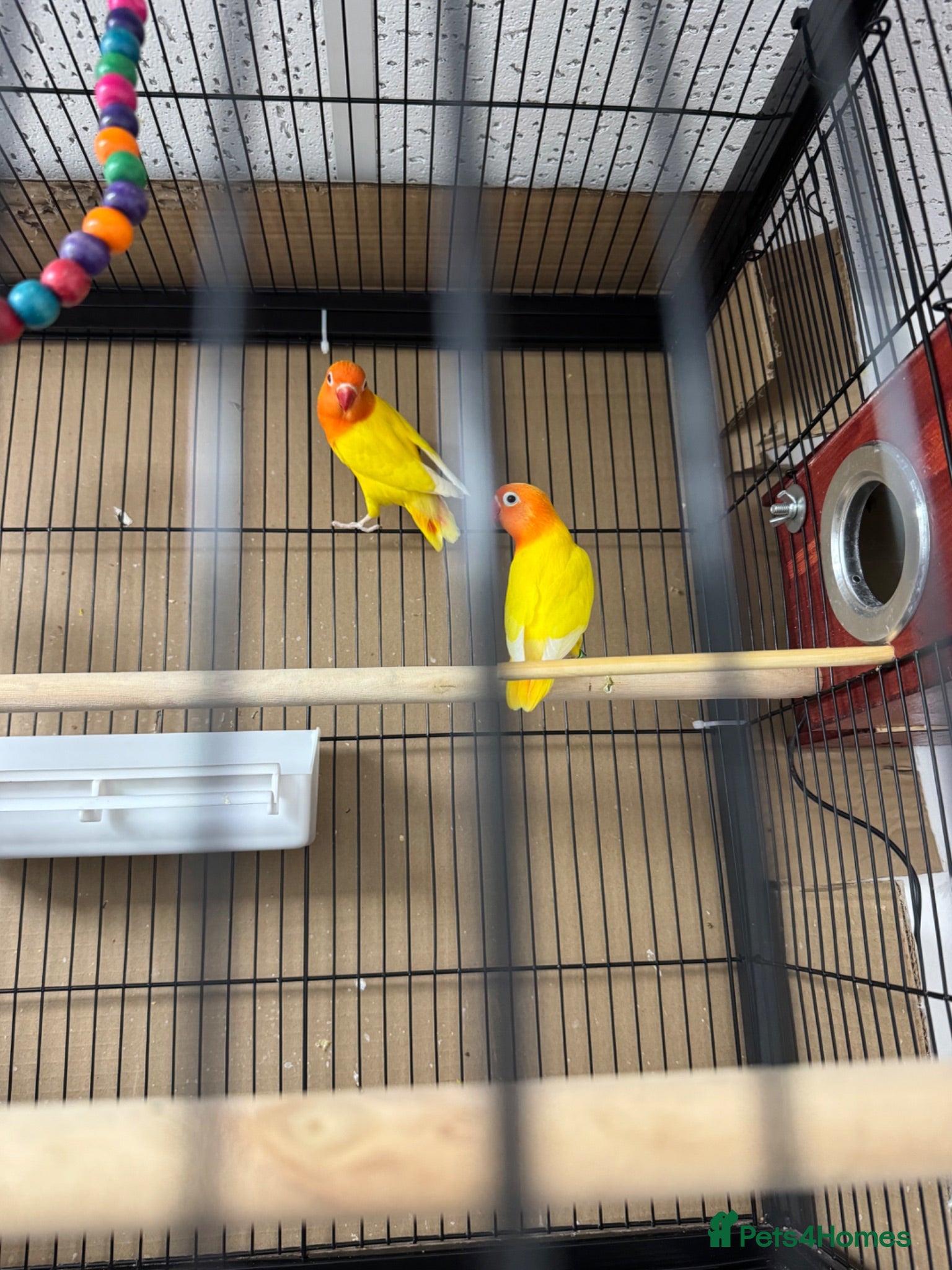 Lovebirds birds Lutino for sale - Advert 21
