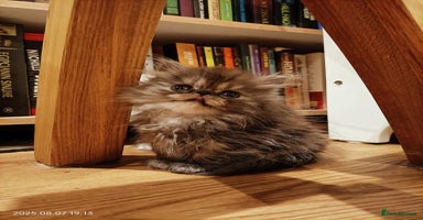 Persian cats - Advert 9