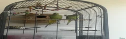 Ringnecks birds for sale: Ringnecks pair proven in Dewsbury - Advert 3