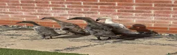 Ducks poultry for sale: Indian runner ducklings for sale - Advert 4