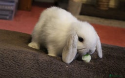 Mini Lop rabbits for sale: Baby mini lop rabbits - Image 4