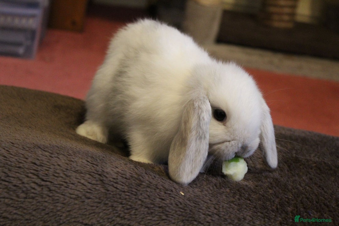 Mini Lop rabbits for sale: Baby mini lop rabbits - Image 4