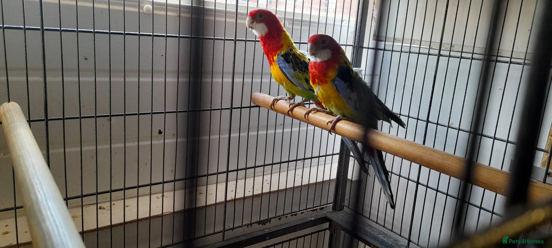 Parrots birds for sale: Golden rosellas  - Image 2