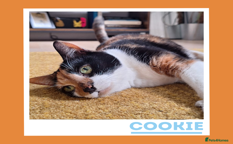 Mixed Breed cats - Advert 1