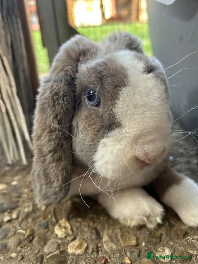 Mini Lop rabbits Red Rex x Mini Plush Lop - Advert 1