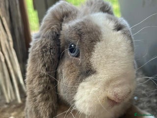 Mini Lop rabbits Red Rex x Mini Plush Lop - Advert 4