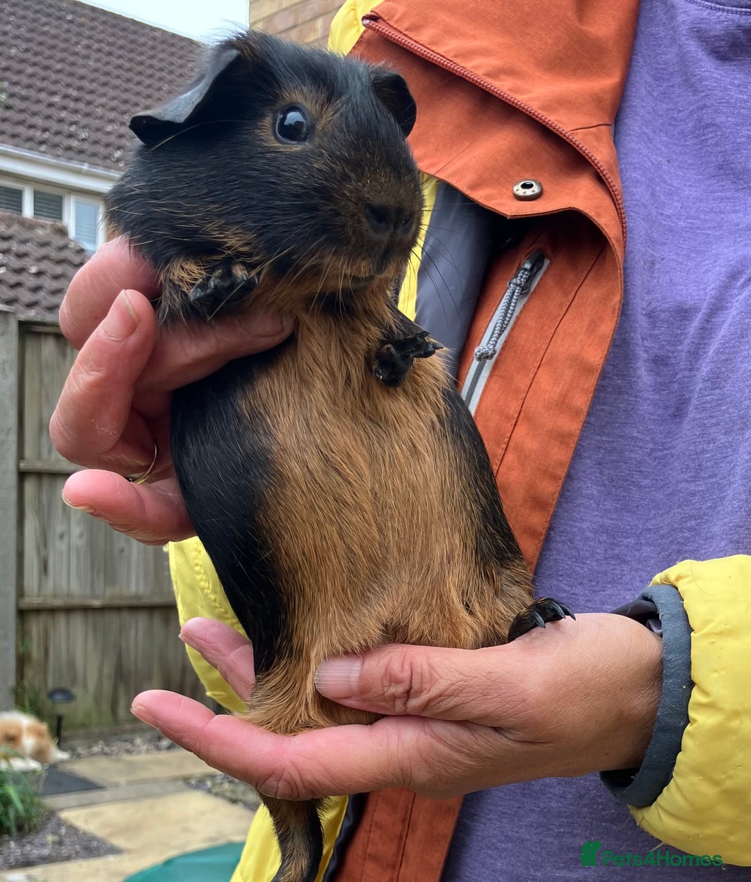 Guinea Pig rodents for sale: Baby purebred Black Tan guinea pig -Boars only - Image 8