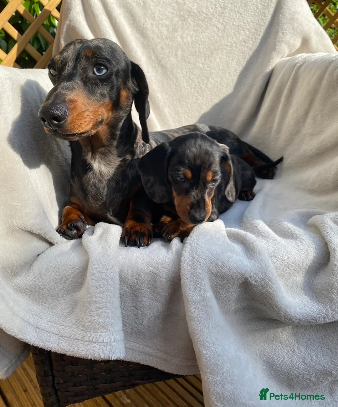 Miniature Dachshund dogs for stud: FOR STUD STUNNING SILVER DAPPLE in Benfleet - Advert 7