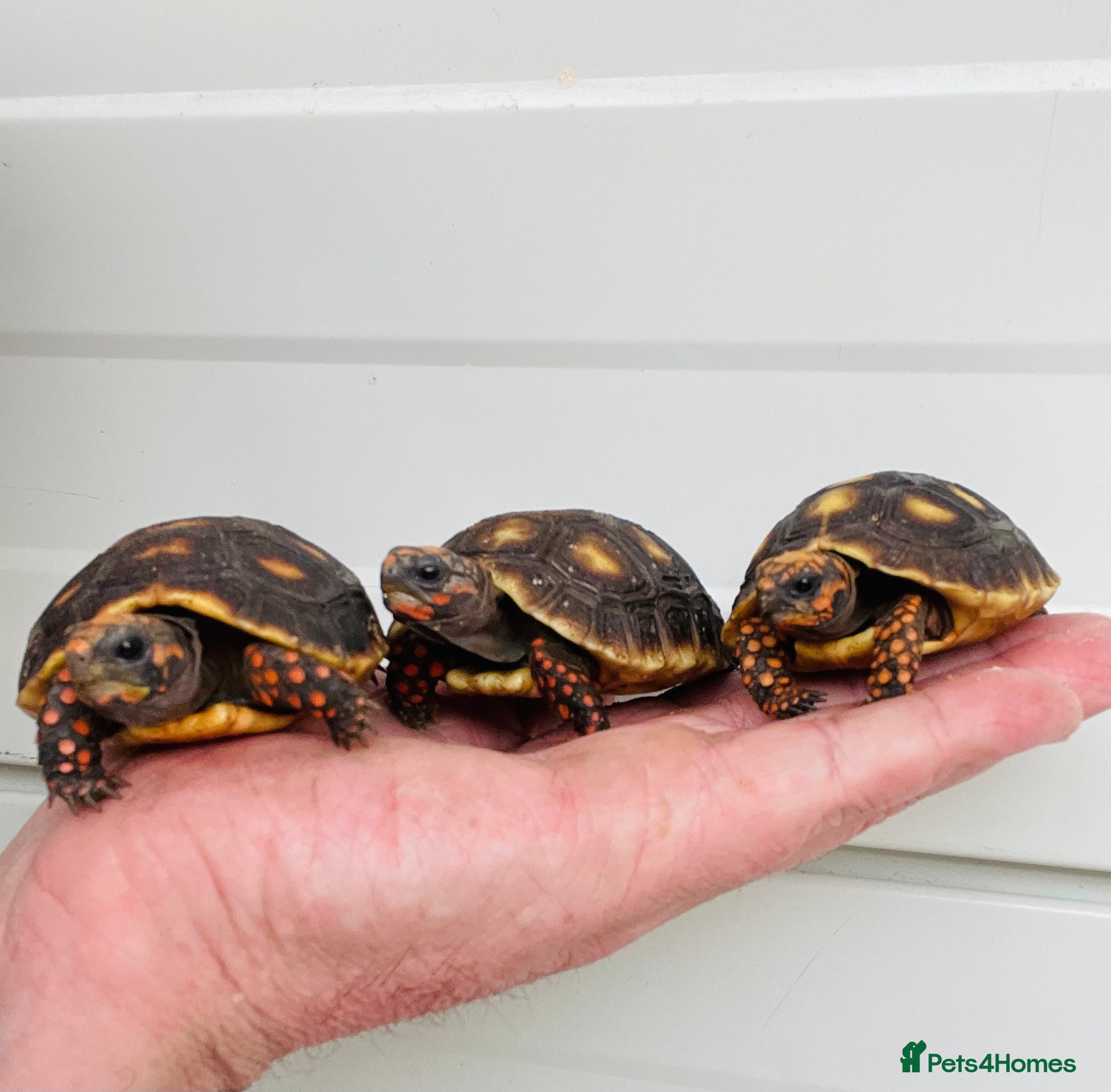 Tortoise reptiles Baby cherry headed red footed Tortioes  - Advert 10