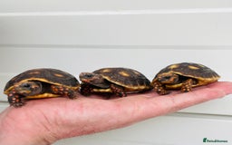 Tortoise reptiles for sale: Baby cherry headed red footed Tortioes  - Image 1