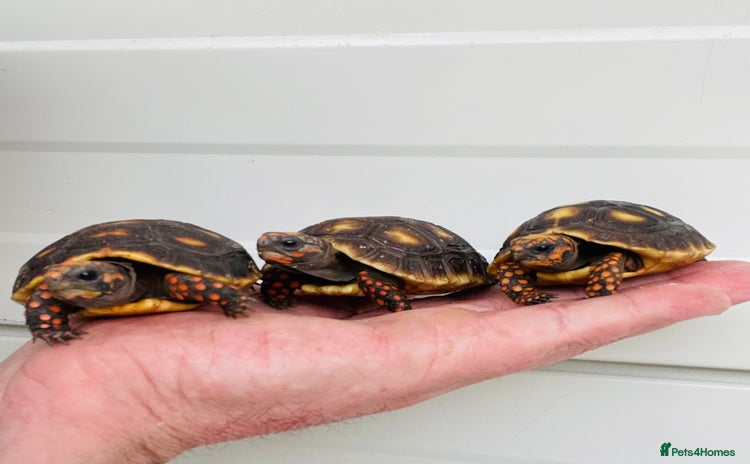 Tortoise reptiles - Advert 1