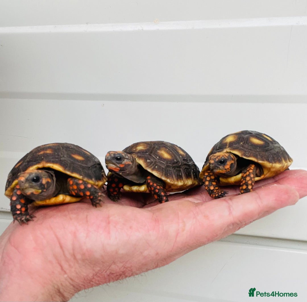 Tortoise reptiles for sale: Baby cherry headed red footed Tortioes  - Image 1