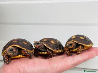 Tortoise reptiles Baby cherry headed red footed Tortioes - Advert 17